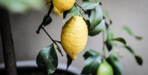 Närbild på citroner i ett citrusträd